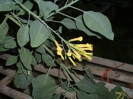 Image result for Nicotiana glauca