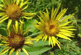Image result for Inula