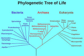 What Is The Three Domain System Phylogenetic Tree Biology Lesson Plans Domain Biology