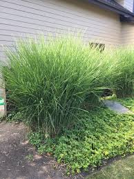 Ornamental Grasses Of Puget Sound Nursery Blog Ornamental Grasses