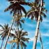 Those with palmate leaves or pinnate leaves. 1