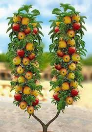 Planting, care and pruning all help increase the quality of the fig harvest and ensure it! Bounty Dwarf Fruit Trees Fruit Garden Beautiful Fruits