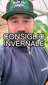 Come risolvere problemi di foglie macchiate sulle piante da interno