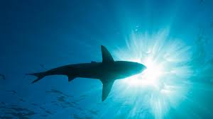 Image result for Shark