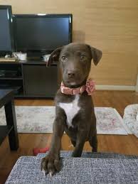 Today home shares decorating ideas and tips to help you master all things interior design. 50 Of The Most Wholesome Rescue Pet Photos Of The Month September Edition