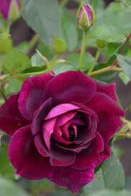 Le Temps Qui Passe Dans Le Jardin D Eugenie Belle Rose Idees De Jardin Fleur Fleur Amour