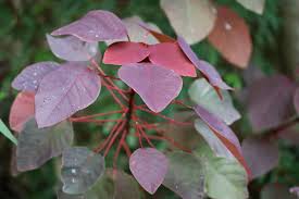 Image result for Euphorbia cotinifolia