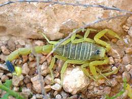 Deathstalker Wikipedia The Free Encyclopedia Deadly Animals Most Deadly Animal Poisonous Animals
