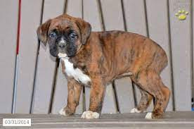 Second chance boxer rescue has a whole crew of puppies up for adoption in this saturday's rescues in action segment. Petra Boxer Puppy For Sale In Millersburg Oh Boxer Puppies For Sale Puppies For Sale Boxer Puppy