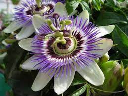 Top 10 Rainforest Aphrodisiacs Listverse Passion Fruit Flower Passion Vine Passion Flower