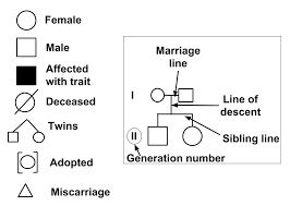 Pedigrees practice answer key title pedigrees practice subject this worksheet looks at pedigrees in families with albinism track the alleles as they. Pedigrees Review Article Pedigrees Khan Academy