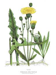 Image result for Sonchus wilmsii