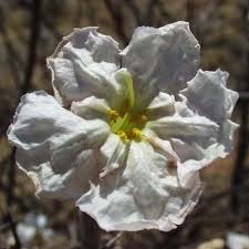 Image result for Catophractes alexandri