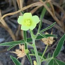 Image result for Hibiscus sidiformis