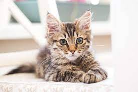 Best Maine Coon Breeders 2021 10 Places To Find Maine Coon Kittens For Sale