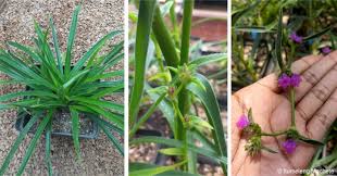 Image result for Cyanotis sp. aff. C. lapidosa