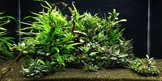 Buce With Java Fern Inspirasi