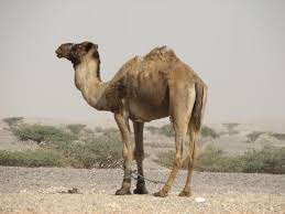 Immensely bigger than a gnat, if one were going to consume something unclean, eating a. Camel