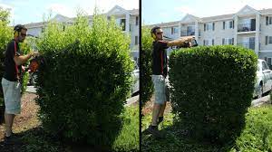 Cutting off the top of a shrub is a radical step, and it doesn't work. Hedge Trimming Overgrown Shrubs Rswal Ep 50 Youtube