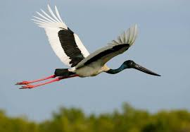 Black Bird With Blue Neck Jabiru D Asie Ephippiorhynchus Asiaticus Stork Black Neck Birds Of Australia