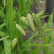 Image result for Chasmanthium latifolium