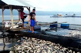 #ikanguramemati ikan gurame mati ada kebutaan di matanya matanya bengkak. Puluhan Ton Ikan Keramba Di Danau Singkarak Mati Mendadak