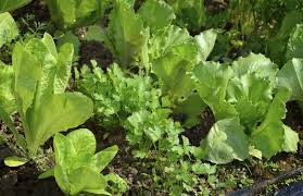 You will need to keep it well watered or the leaves will quickly wilt. Growing Lettuce Companion Plants Learn About Plants That Grow Well With Lettuce