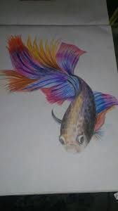 Betta Fish Colour Pencil Drawing Its Fins Are Just Color Pencil Drawing Fish Painting Drawings