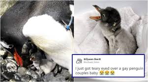 To obtain an egg, players with a summoning level of 30 or higher must talk to the penguin keeper in the zoo in east ardougne. More Exciting Than A Royal Baby Sydney S Gay Penguins Welcomed Their Baby And Tweeple Are Emotional Trending News The Indian Express