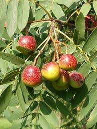 Service Tree Fruit Sorbus Domestica Is Natve To Southern Europe Northwest Africa And Southwest Asia The Fruit Is Edible But Highly Seeds Fruit Trees Fruit