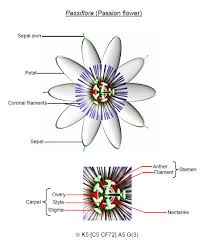 It is much easier to tell the female flowers from the male flowers by examining the back of the flowers, but i still think it is worth showing. Flower Biology