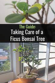 Ficus Bonsai Tree Care Bonsai Tree Care Bonsai Tree Ficus Bonsai Tree