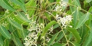 Lessons From Neem Flowers World Pulse