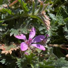 Image result for Menodora heterophylla