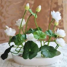 Premium Bonsai Lotus Seeds 10 Seeds Pack 50 Off Today Only Gizmo Vip Lotus Flower Seeds Flower Seeds Lily Plants