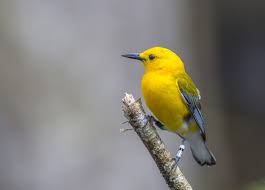 Check spelling or type a new query. Discover South Carolina Outdoors Birding Wildlife