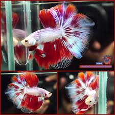 I Ve Been Importing Beautiful Bettas From My Father S Betta Farm In Thailand Because We Could Not Feed Fish Food While Quar Betta Fish Betta Fish