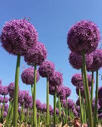 Allium Globemaster2 4 Jpg 800 1000 Onion Flower Beautiful Gardens Allium Garden