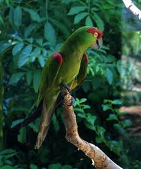 Image result for parrot