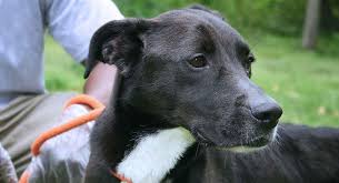 It generally has a moderately long, low set tail, well supplied with. Border Collie Lab Mix A Guide To The Energetic Borador Dog Breed