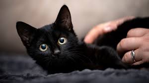 ‪Black Cats' Genes May Be FIV- Resistant | HowStuffWorks‬‏