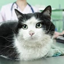 Due to its acidic nature, it creates an unfavorable environment for bacteria in the digestive tract. Urinary Tract Blockage Treating Blocked Male Cats Part 1 Petmd