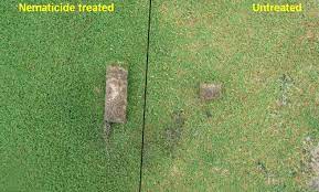 Common pests of zoysia grass nematodes, mole and crickets are most problematic in the south along with grubs and billbugs in the rest of the growing areas. Sting Nematode Belonolaimus Longicaudatus