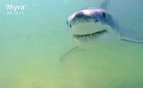 Nova shark attack on wn network delivers the latest videos and editable pages for news the term shark attack is used to describe an attack on a human by a shark. Great White Sharks Are Killing People And They Re Coming To Nova Scotia