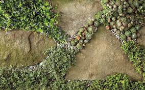 The Best Plants To Grow Between Stepping Stones Pavers From Wilson Bros Gardens Cool Plants Stone Plant Landscaping With Rocks
