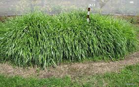Image result for Urochloa marlothii