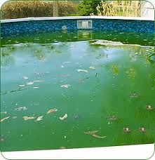 Maybe you would like to learn more about one of these? Don T Close Your Pool Green Intheswim Pool Blog