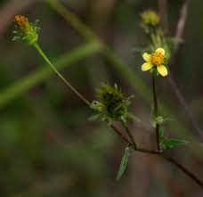 Image result for Bidens biternata