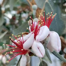 Image result for Feijoa sellowiana