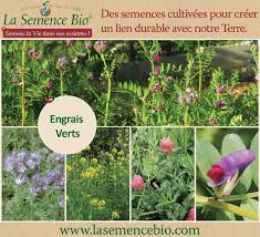 Des Engrais Verts Au Potager Pour Nourrir Et Proteger Votre Terre Engrais Cultiver Son Jardin Vert